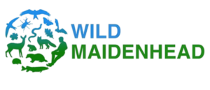 wild maidenhead logo