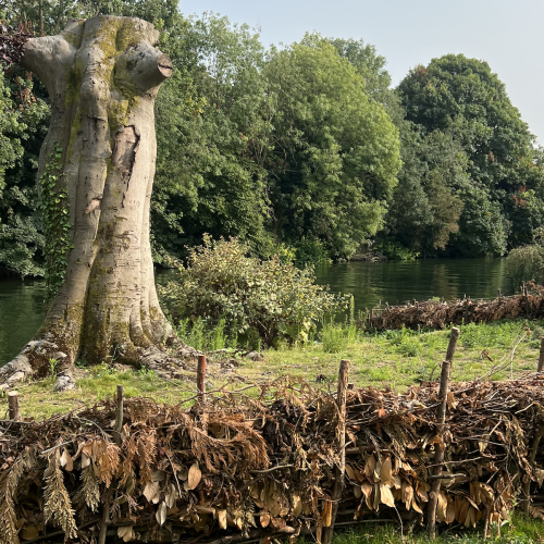 Dry Hedge Haven